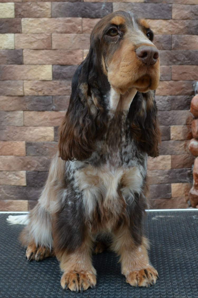 Английский спаниель соболиный