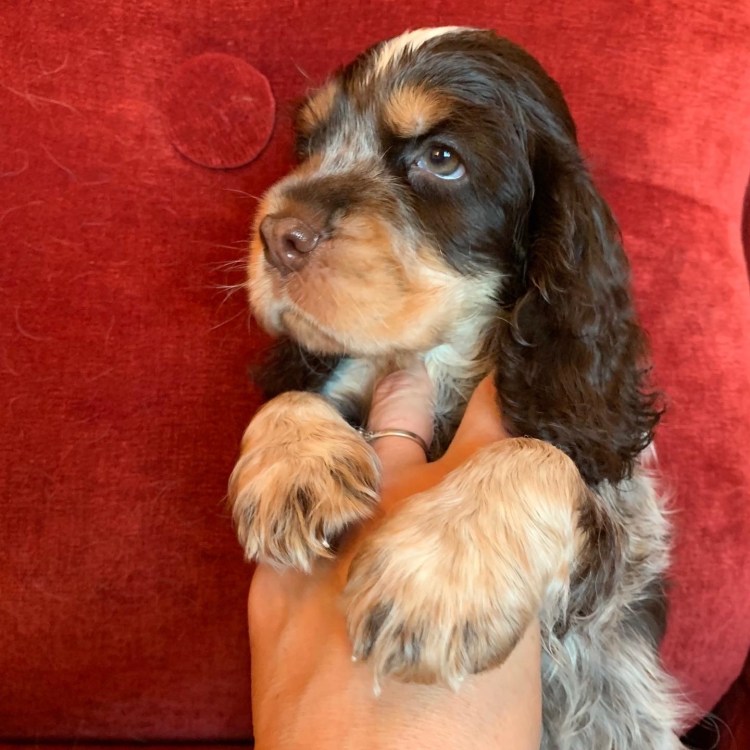 Английский кокер-спаниель