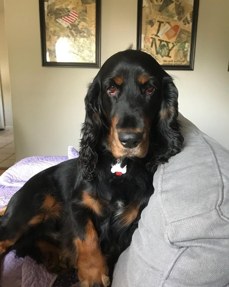 Кокер спаниель черно подпалый