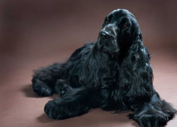 Кокер спаниель американский шоколадный