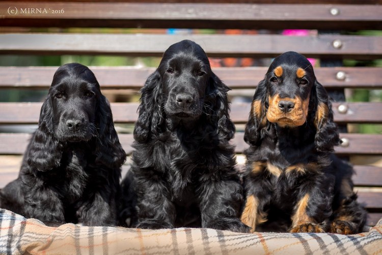 Английский кокер спаниель подпалый