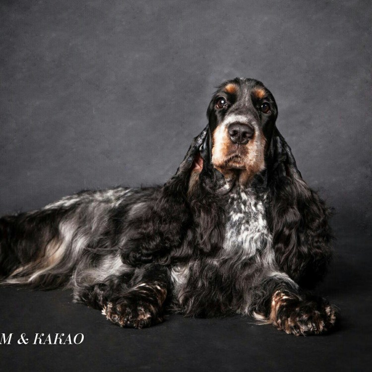 Кокер спаниель подпалый