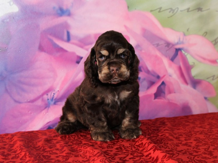 Спаниель Коломбо