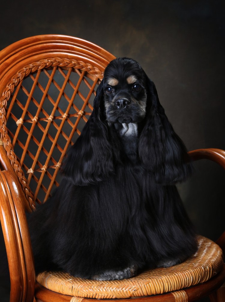 Кокер спаниель черно подпалый