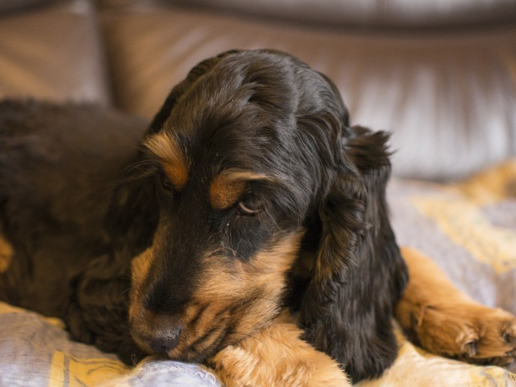 Кокер спаниель черно коричневый