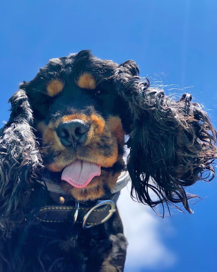 Кокер спаниель подпалый