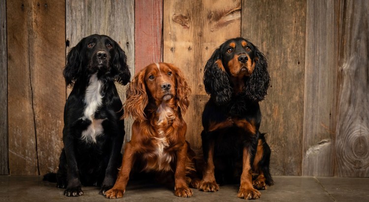 Английский кокер спаниель чало голубой с подпалом