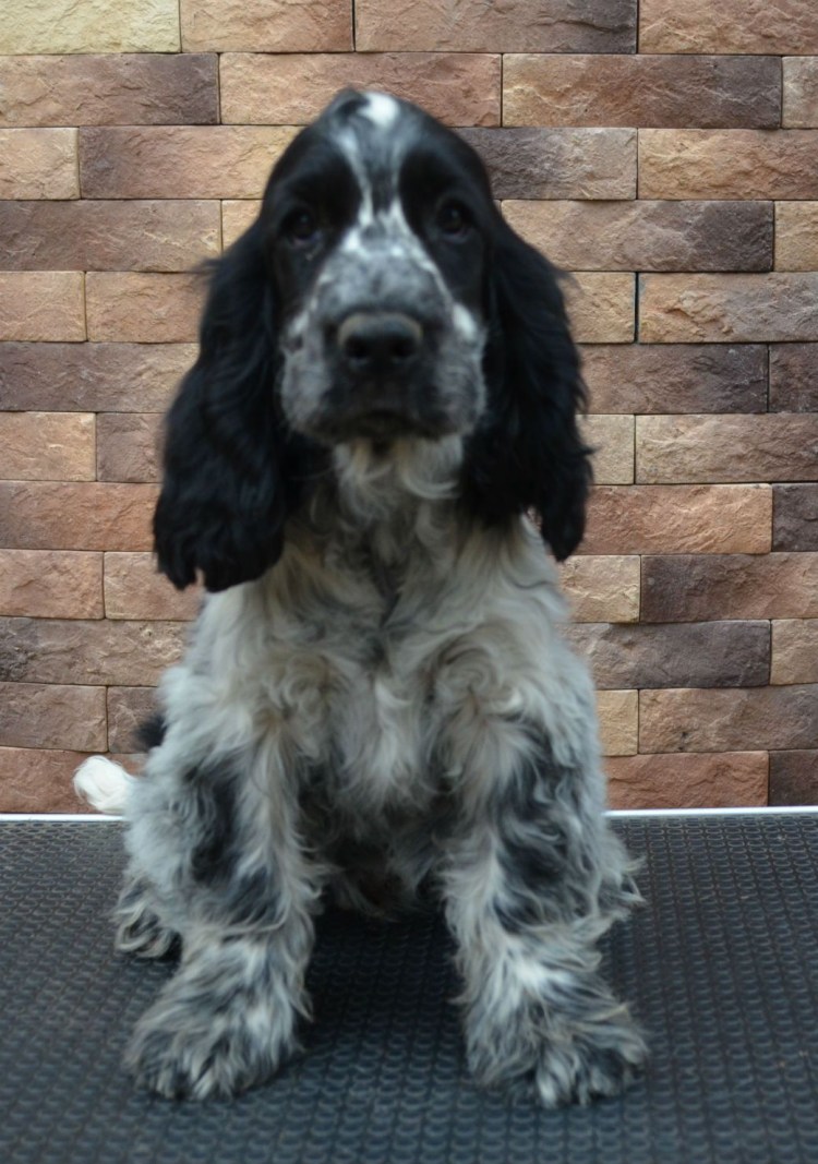 Русский охотничий спаниель черный с подпалом