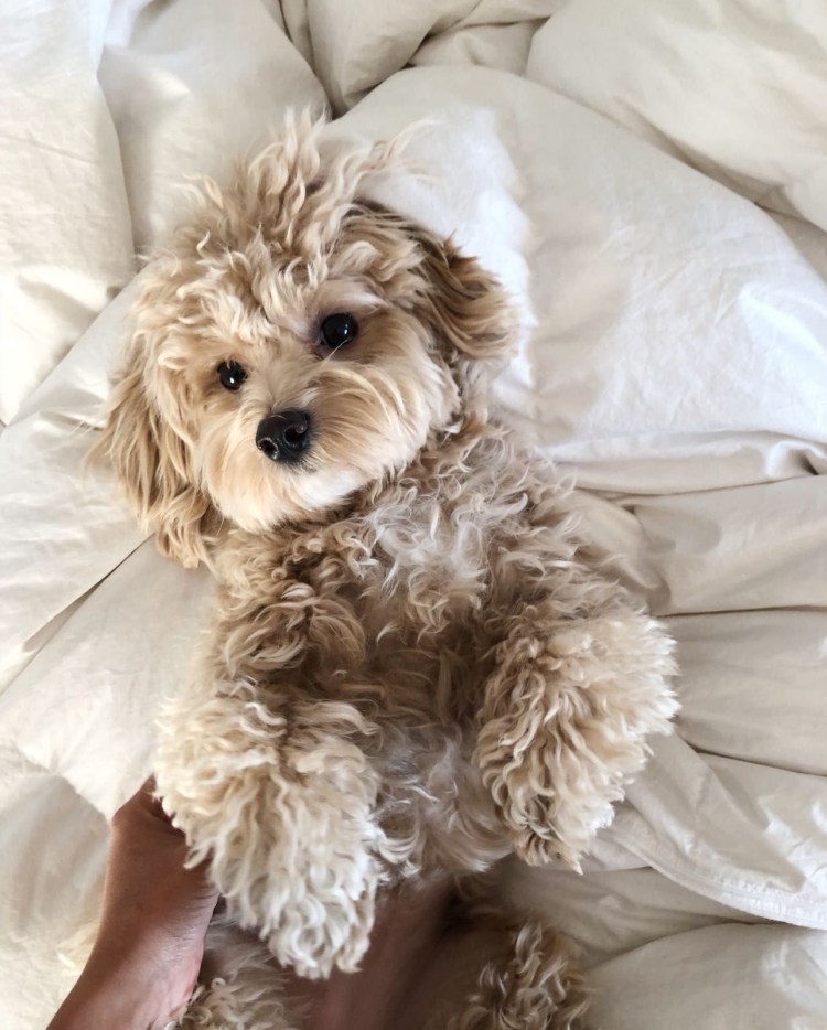 Порода мальтипу