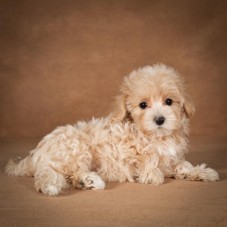 Порода собак мальтипу