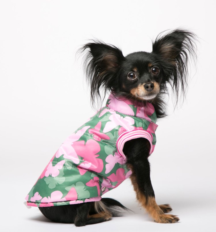 Одежда для собак мелких