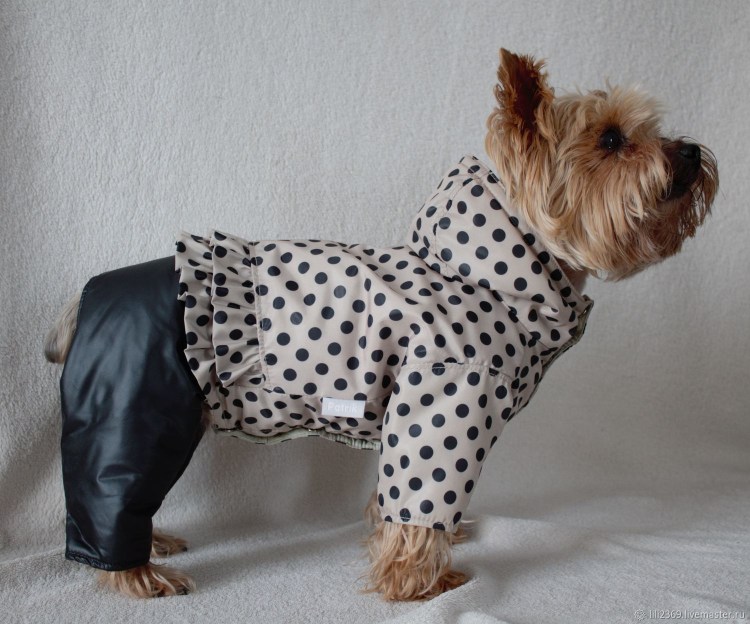 Шитье одежды для собак