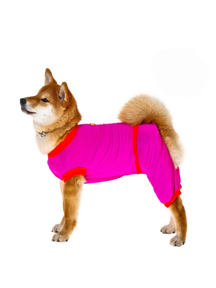 Собачки в одежде