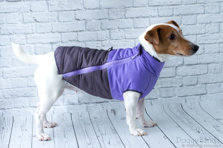 Стильные жилетки для собак