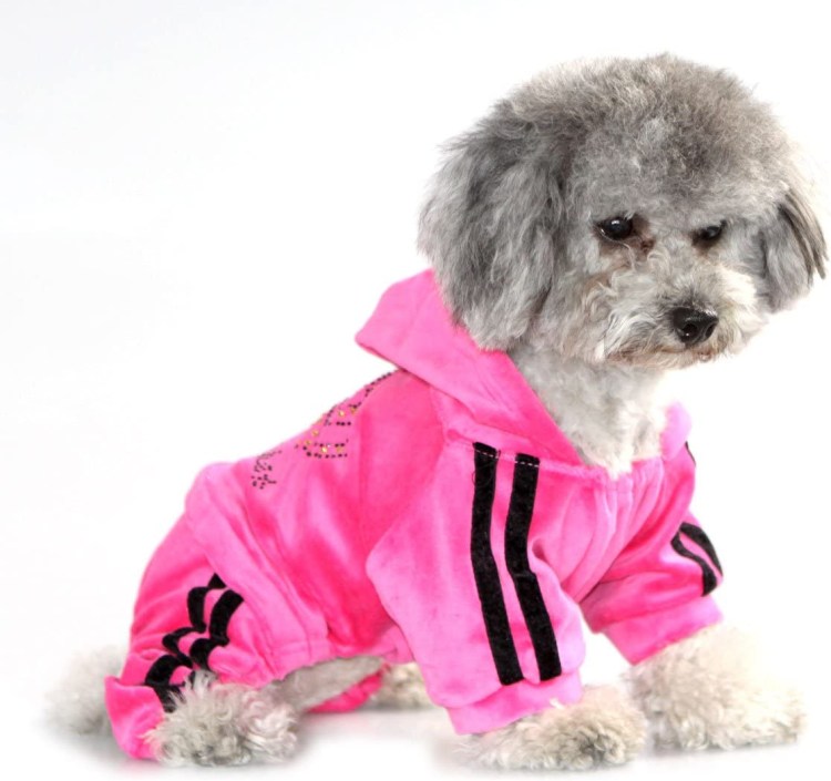 Одежда для собак мелких пород