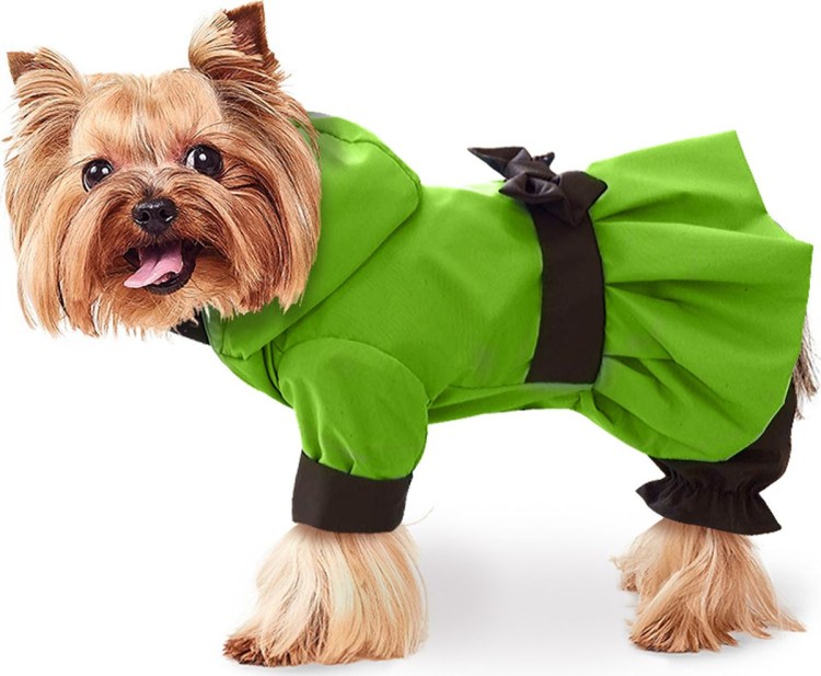 Собака кокетка