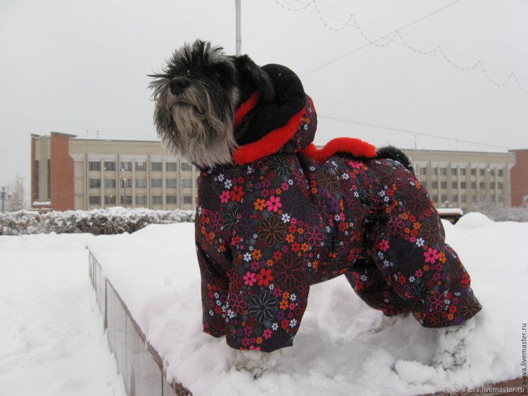 Одежда для выставки собак