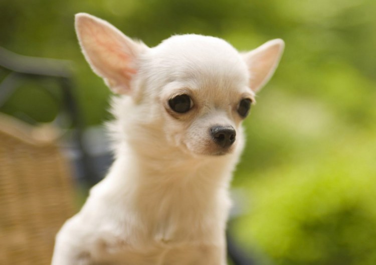 Карликовый терьер