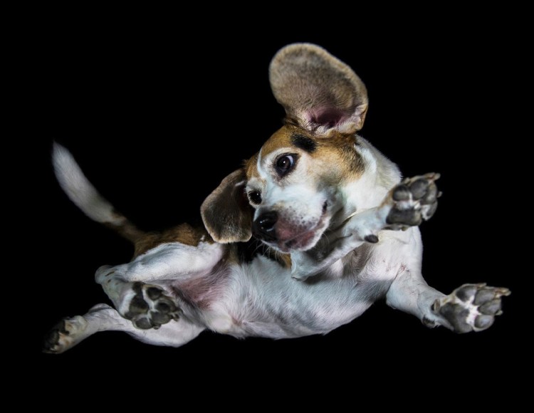 Порода чихуахуа Хуа