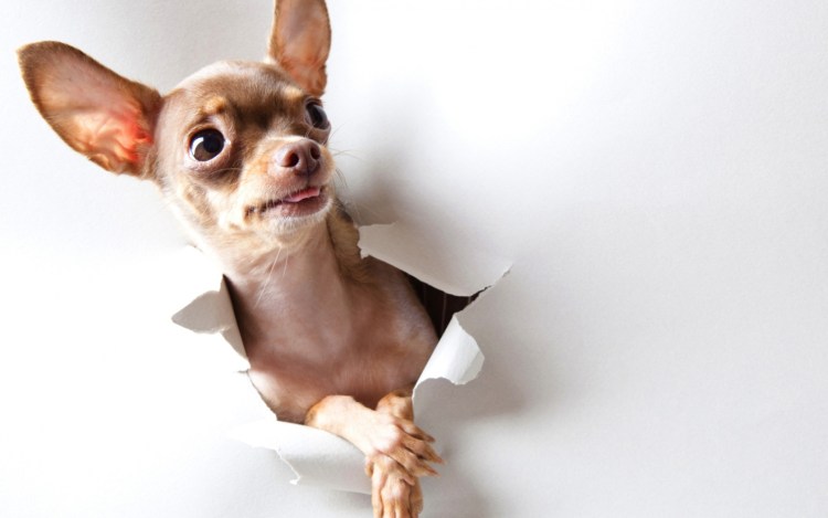 Чихуахуа с человеком