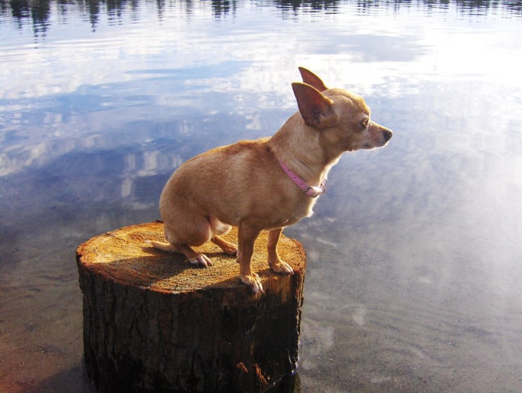 Чихуахуа гавкает