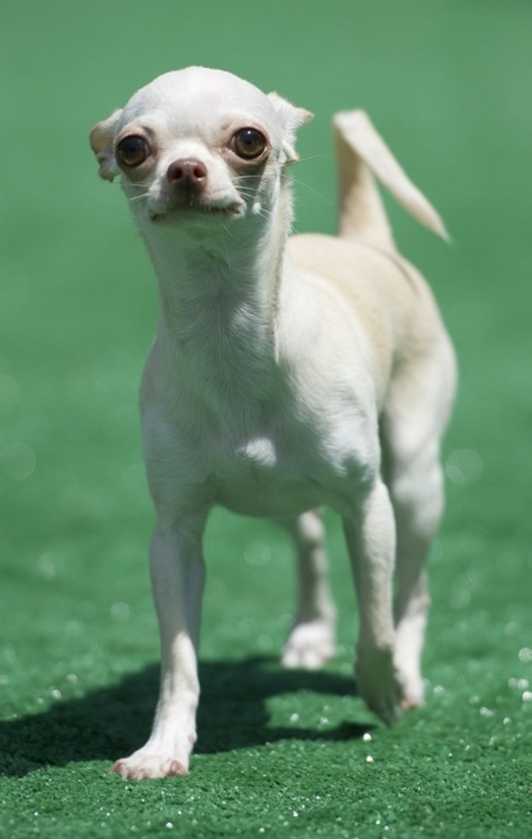 Серая собака с серыми глазами и длинными