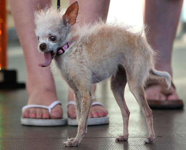 Животный страх