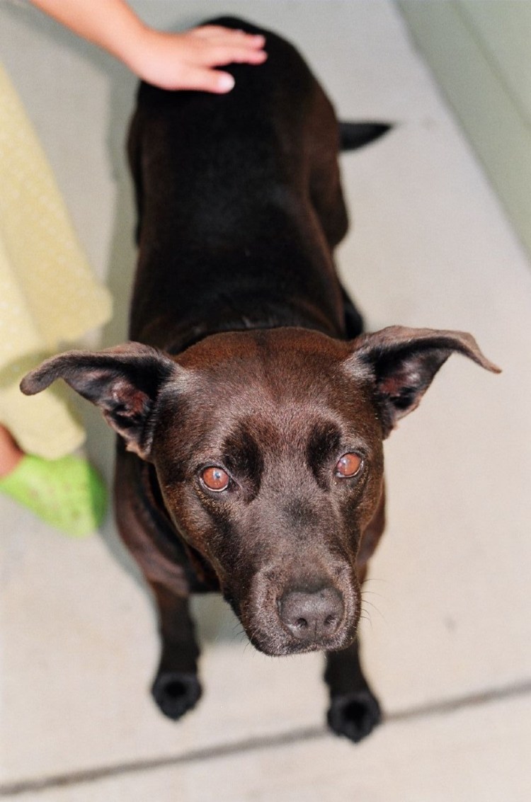 Собачка чихуахуа Дир