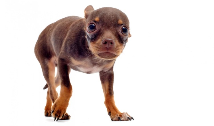 Собака злая чихуахуа чихуахуа