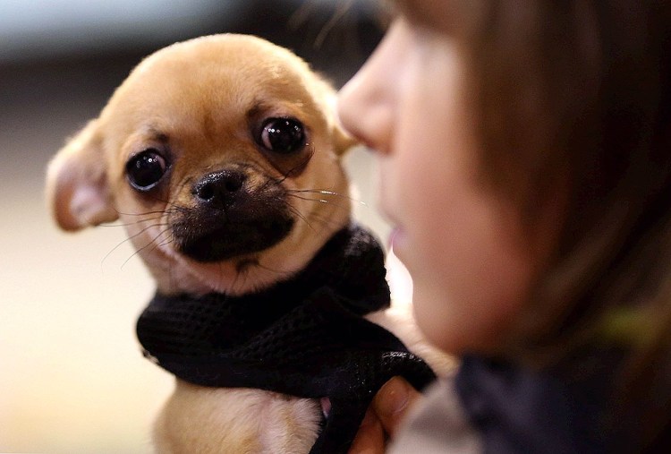 Грустная чихуахуа