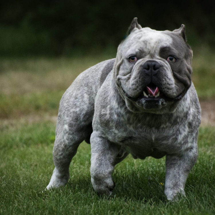 Американский бульдог булли