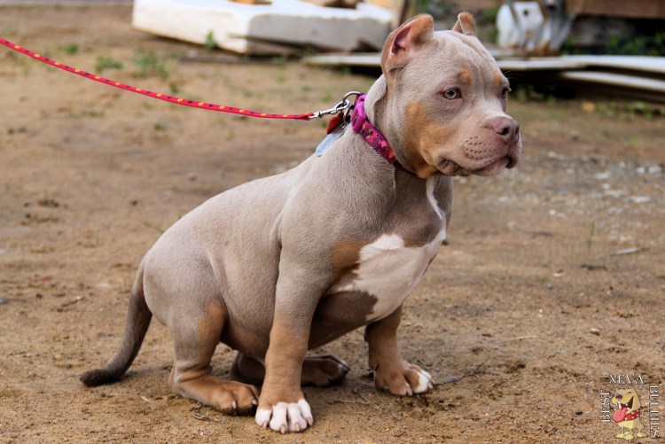 Порода собак американский булли