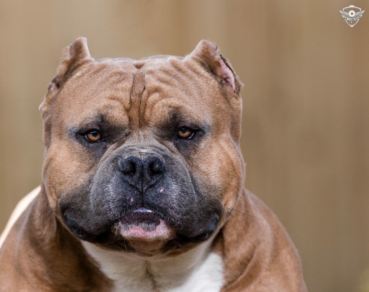 Американский булли кутёнок