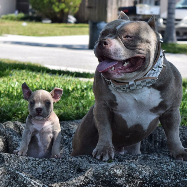 Булли терьер