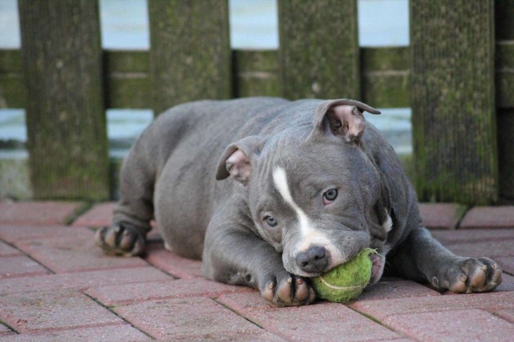 Американский бульдог булли