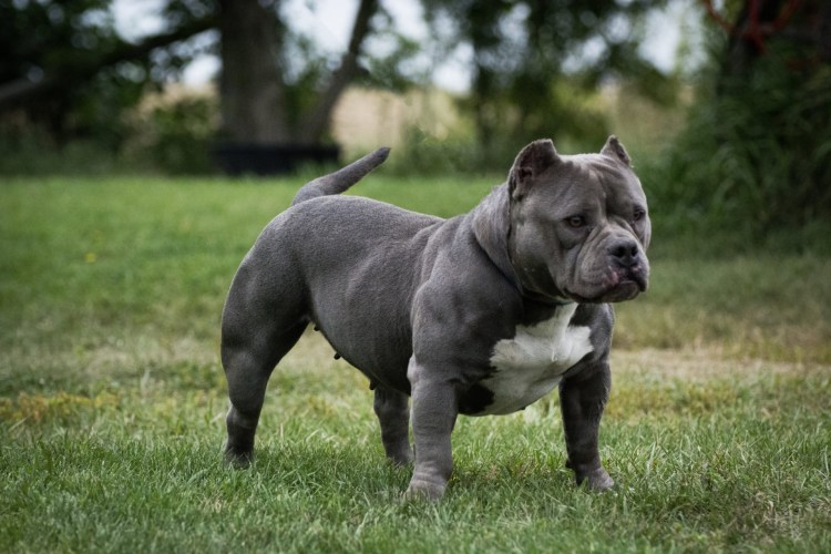 Американский булли