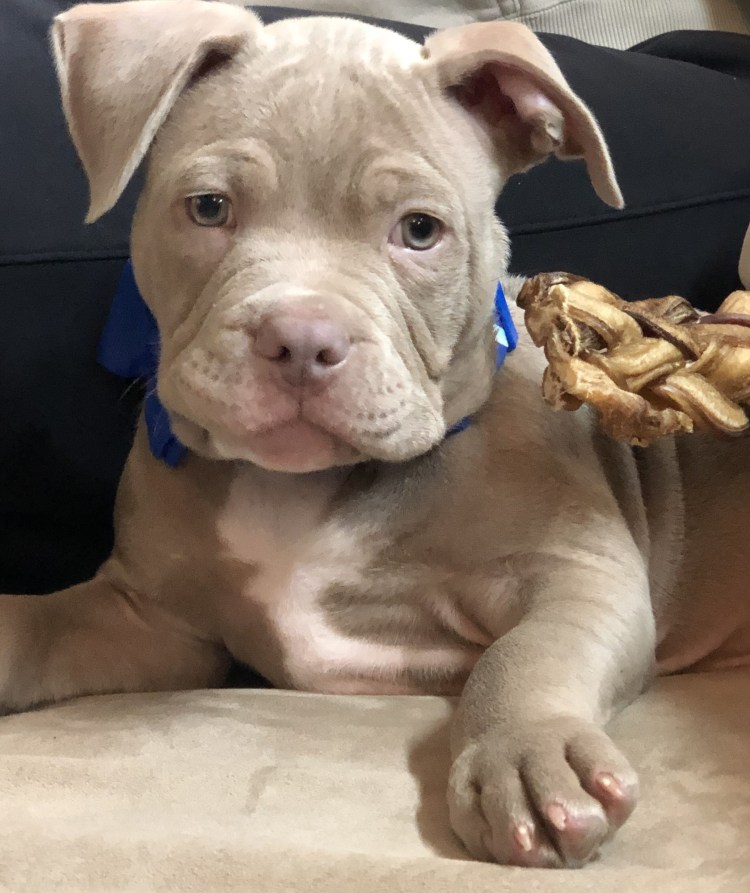 Американский булли