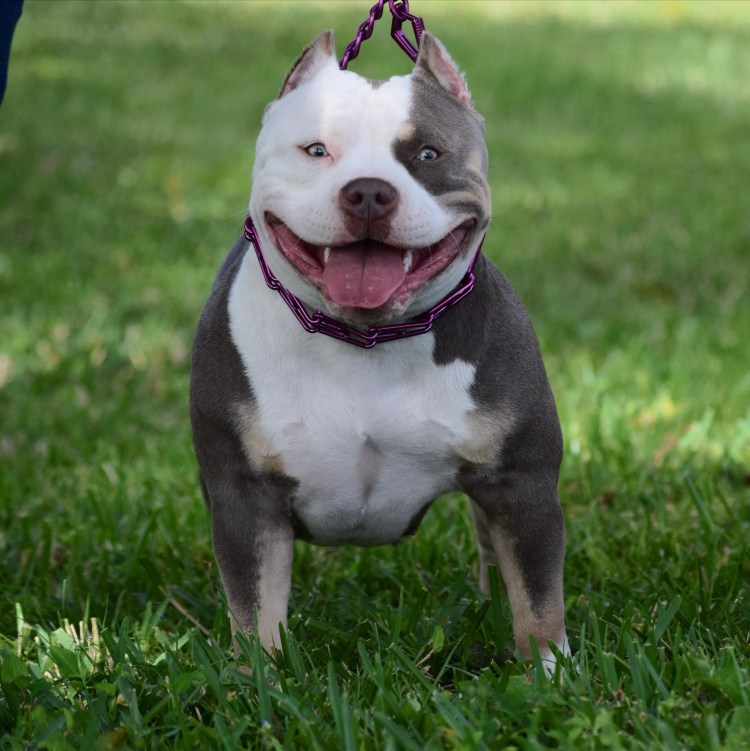 Порода собак булли