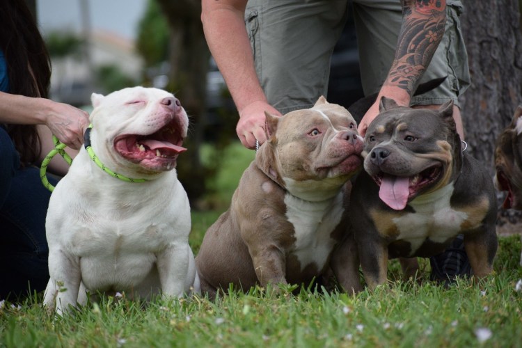 Американский булли и питбуль