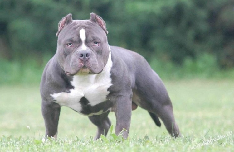 Американский булли покет