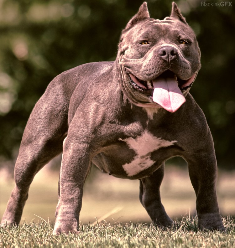 Собака американский булли