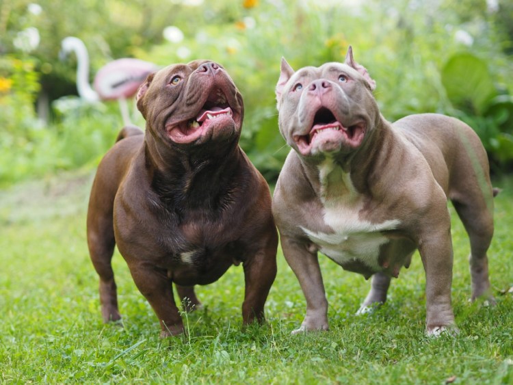 Стаффордширский терьер булли