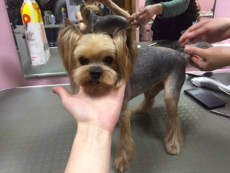 Лысый Йоркширский терьер