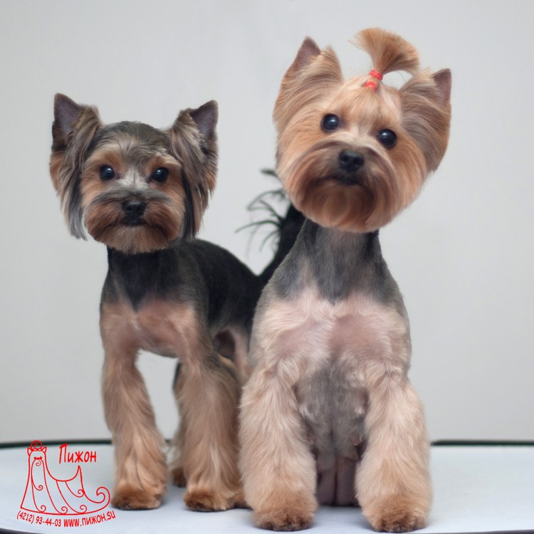 Йоркширский терьер неподстриженный