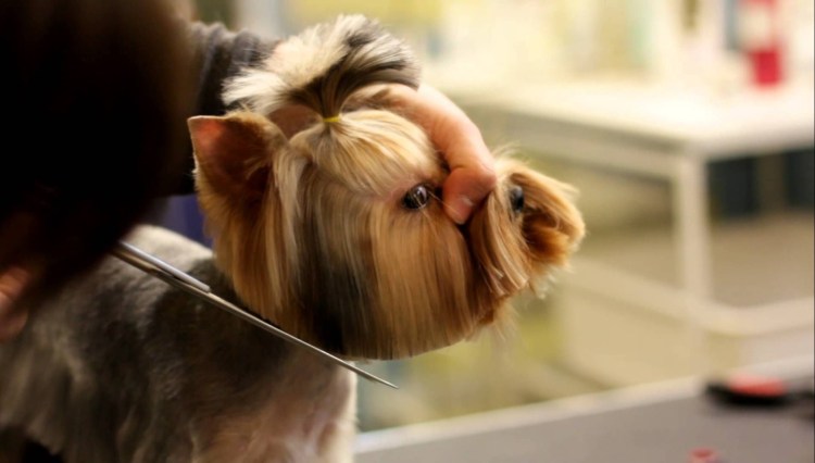 Мордочка Беби фейс у Йорка