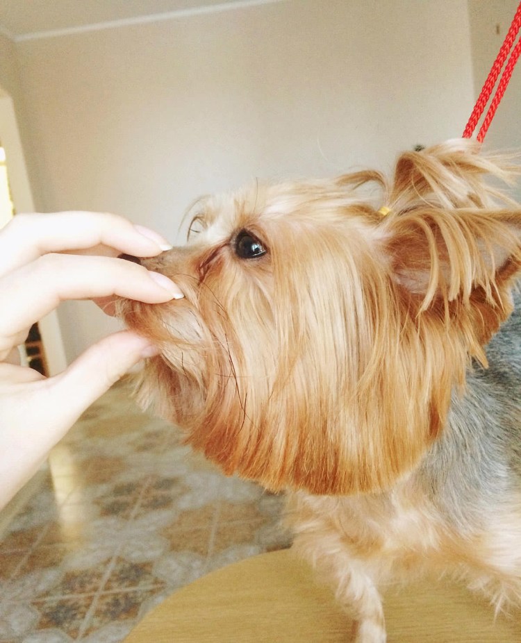 Постриглась йоршский терьер