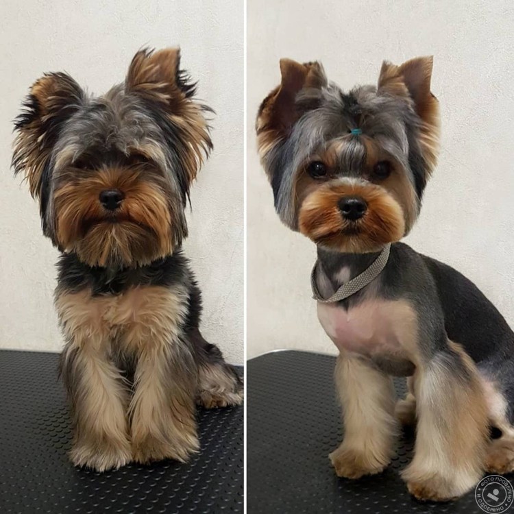 Лысый Йоркширский терьер