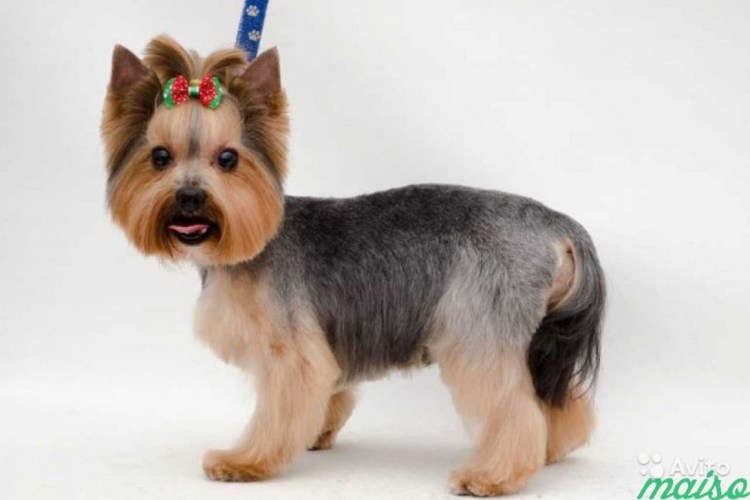 Йоркширский терьер подстриженный
