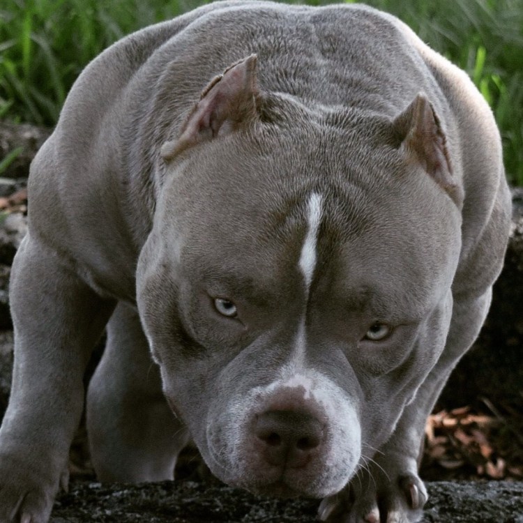 Питбультерьер и стаффордширский терьер