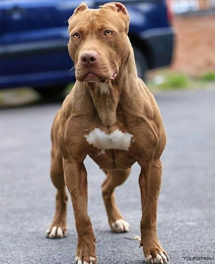 Булли терьер